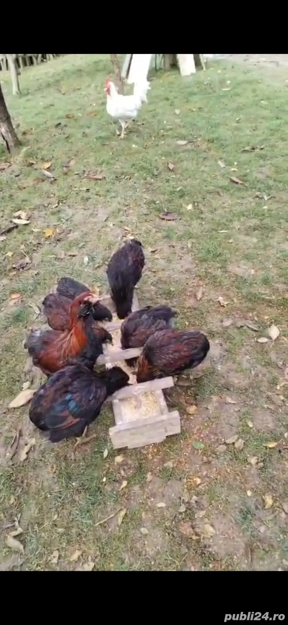 Cocosii Araucana de anul acesta scoși la sfîrsitul lui martie cu favoriții și fără