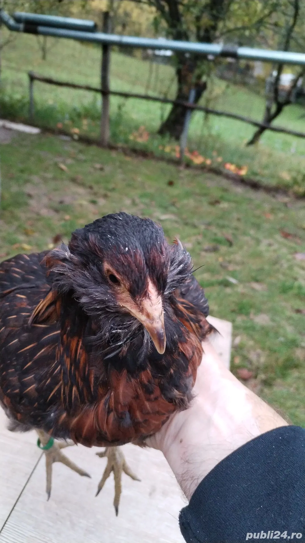 Cocosii Araucana de anul acesta scoși la sfîrsitul lui martie cu favoriții și fără