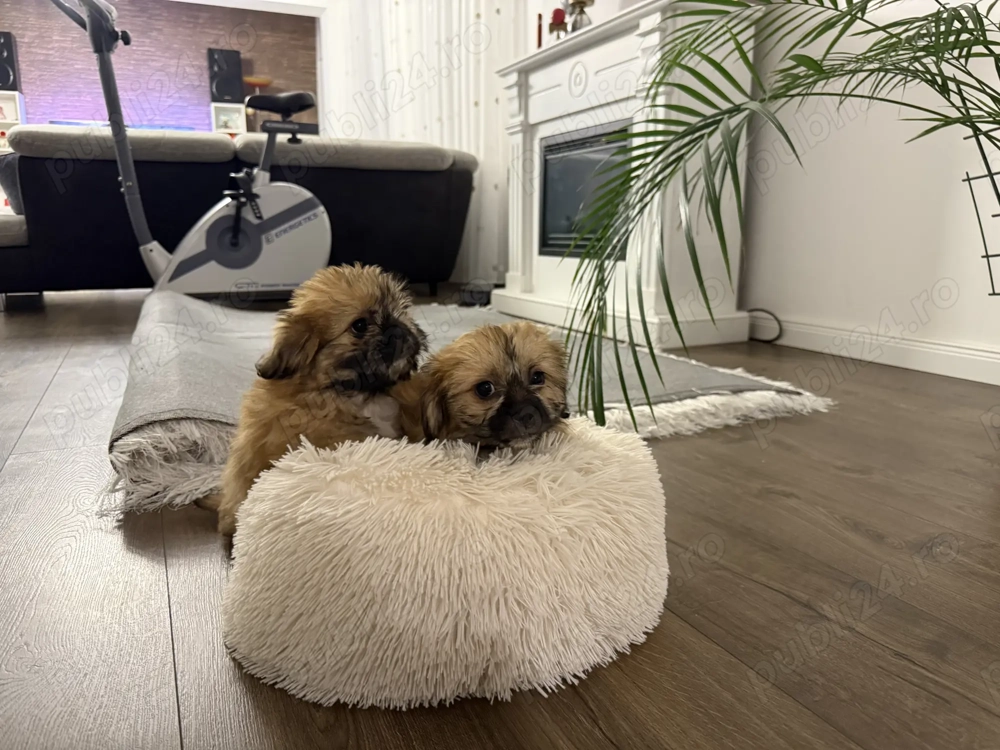 Vand catei pechinezi