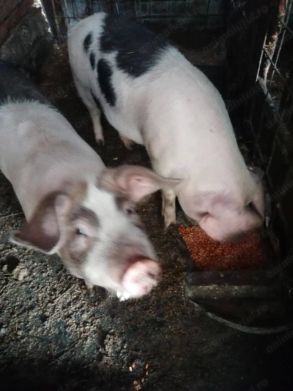 De vânzare soldanei 