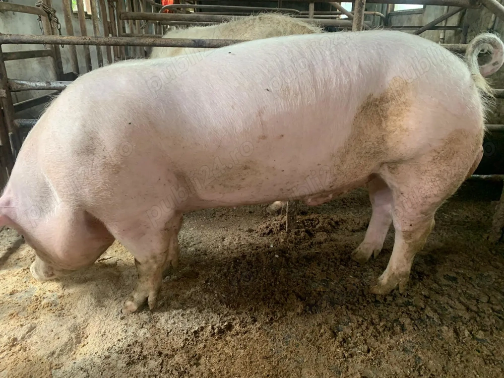 vind  porcii de rasa