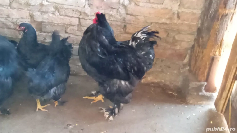 schimb sau vănd păsări de diferite rase si speci 