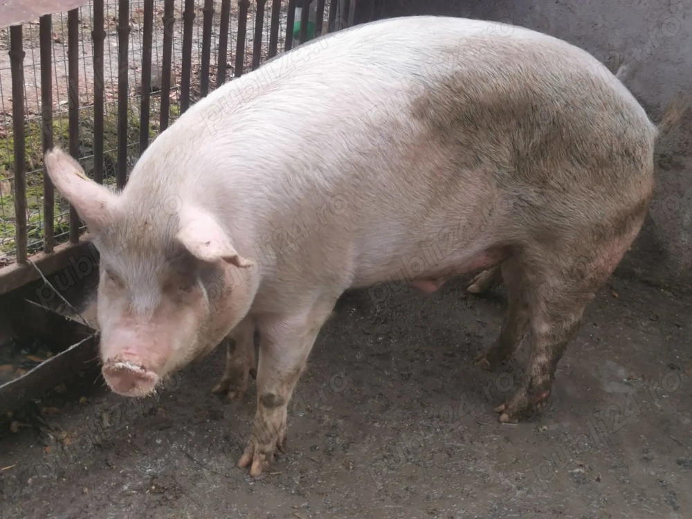Porc de Carne De la ferma