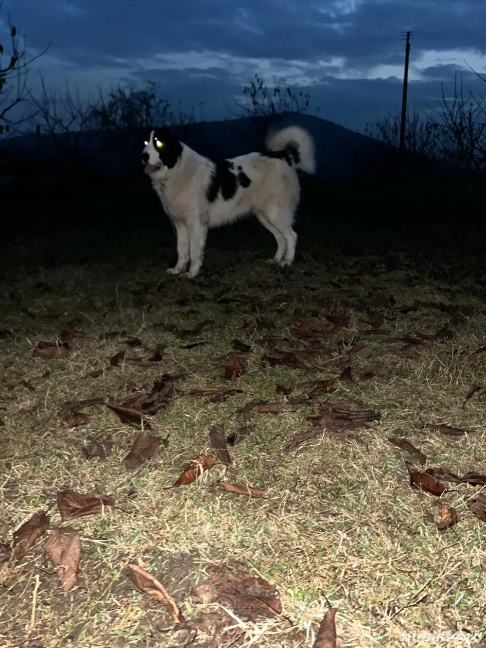 Ciobanesc de Bucovina