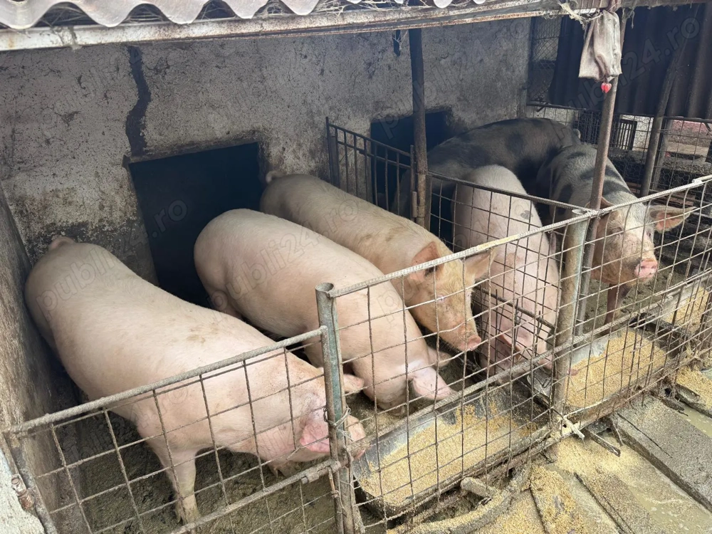 Se vând porci crescuți bio, Sat Gruiu Jud Călărași!