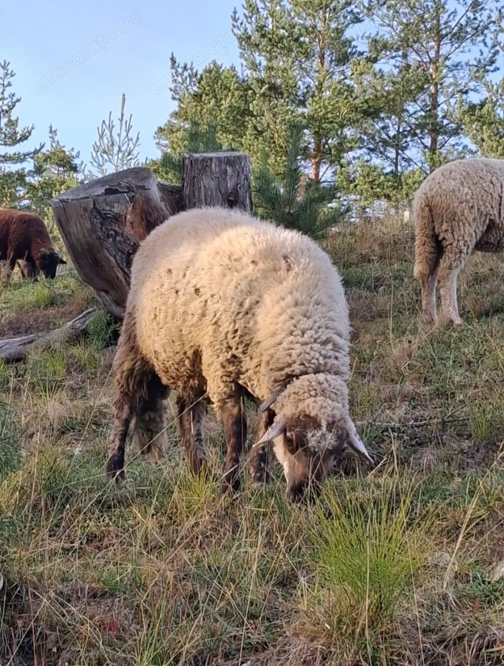 Vând sau schimb cu o oaie, mioara, carlană, un cârlan de anul ăsta 