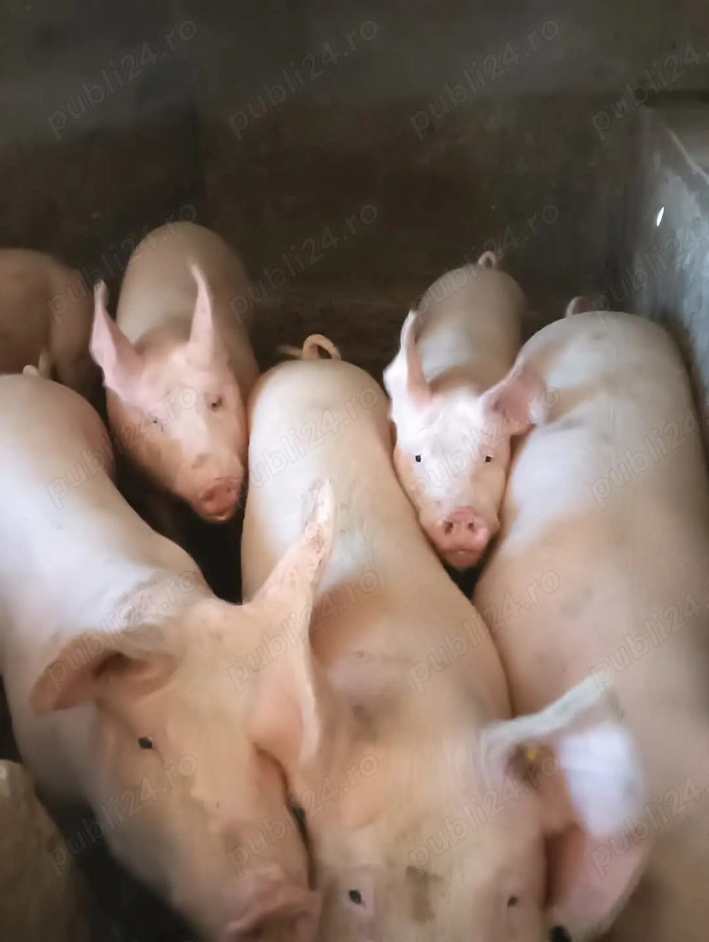 De vânzare poci la 16 lei kg posibilitate de transare tâiere plus transort localiteate satu mare  