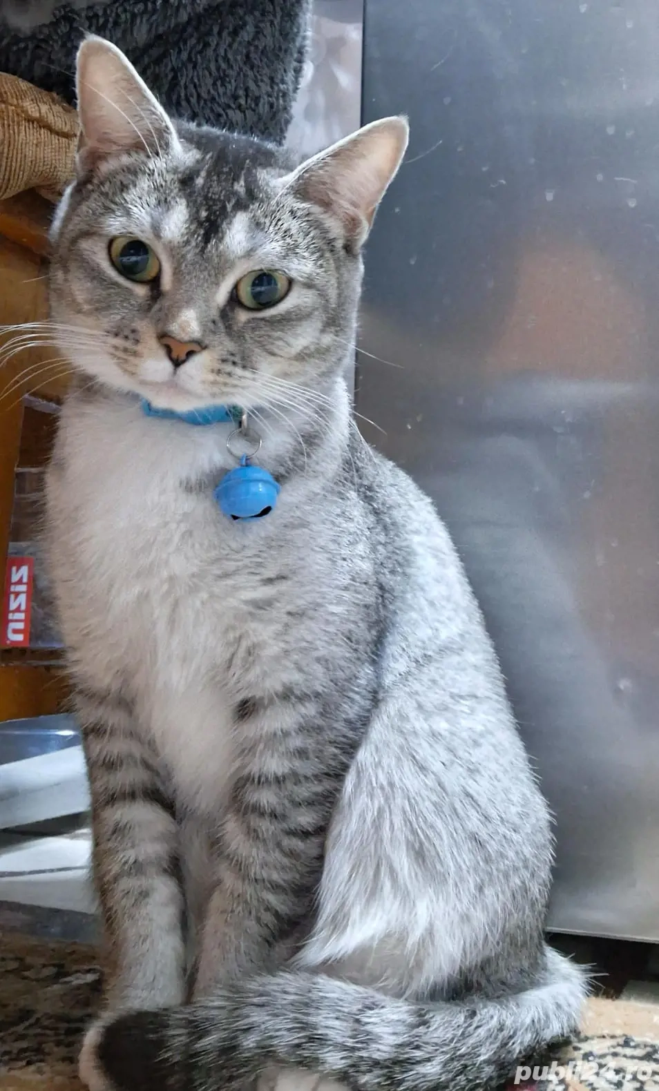 Vînd pisică Britsh shorthair