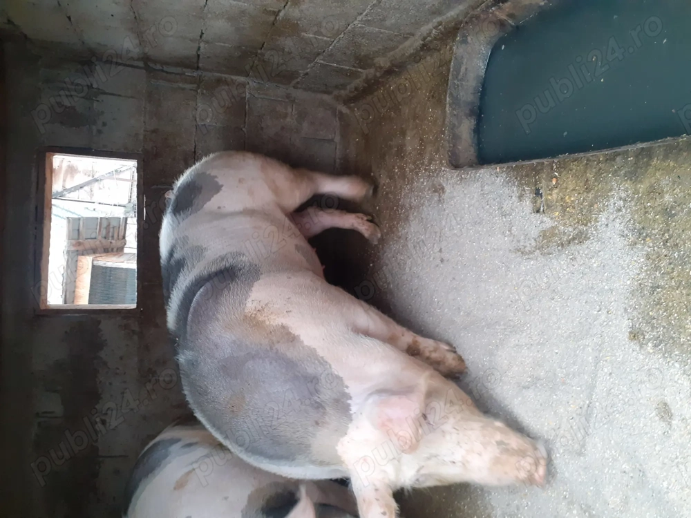 Disponibila purcea pietran 