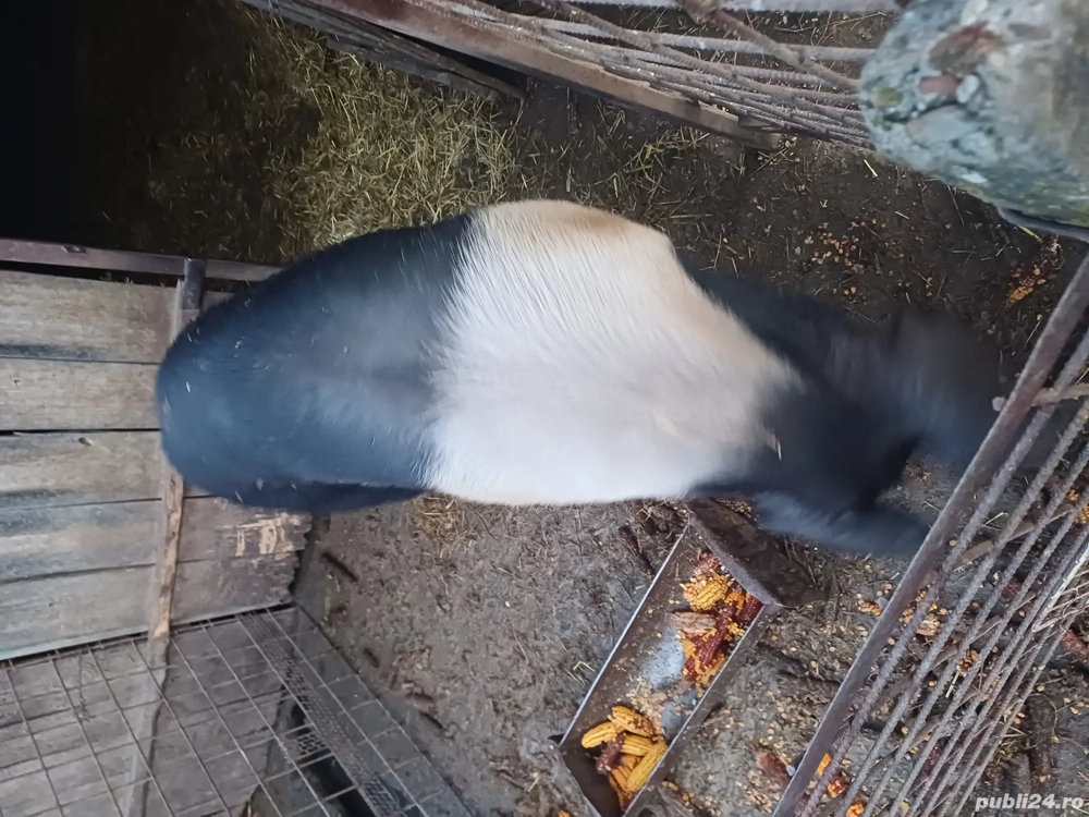 scroafa la a treia fatare 