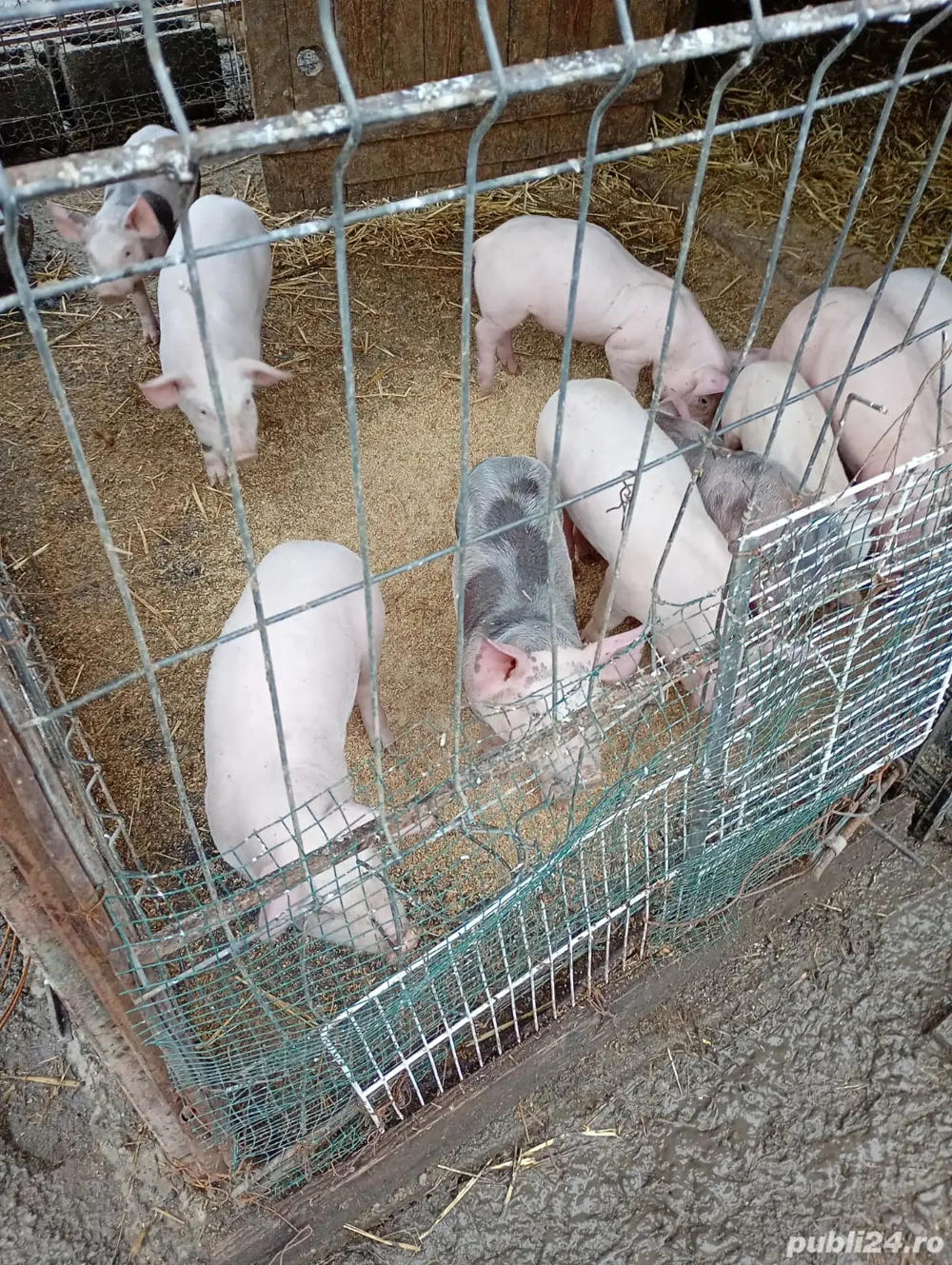 purcei 6 săptămâni 