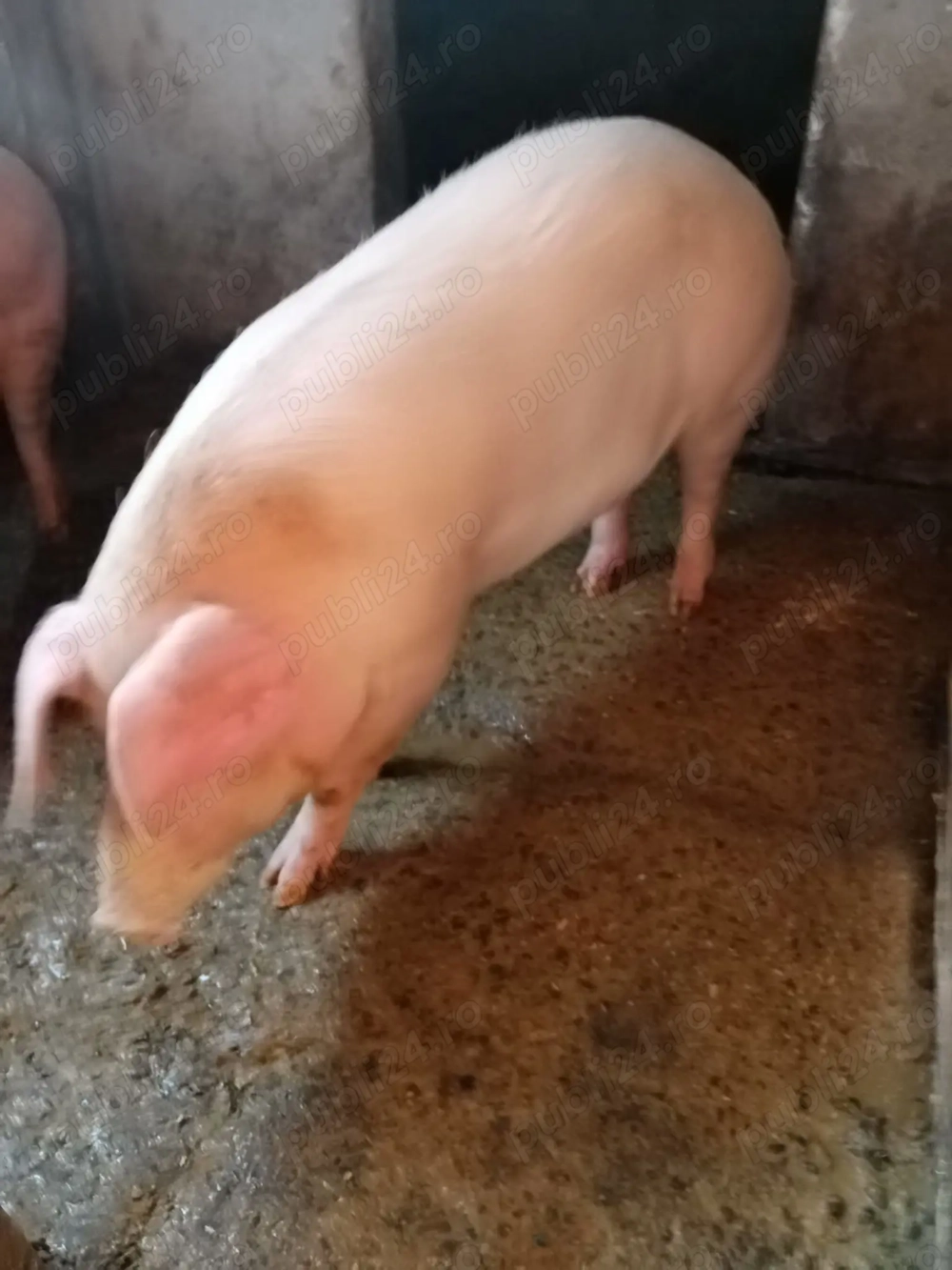 vand porc pentru Craciun