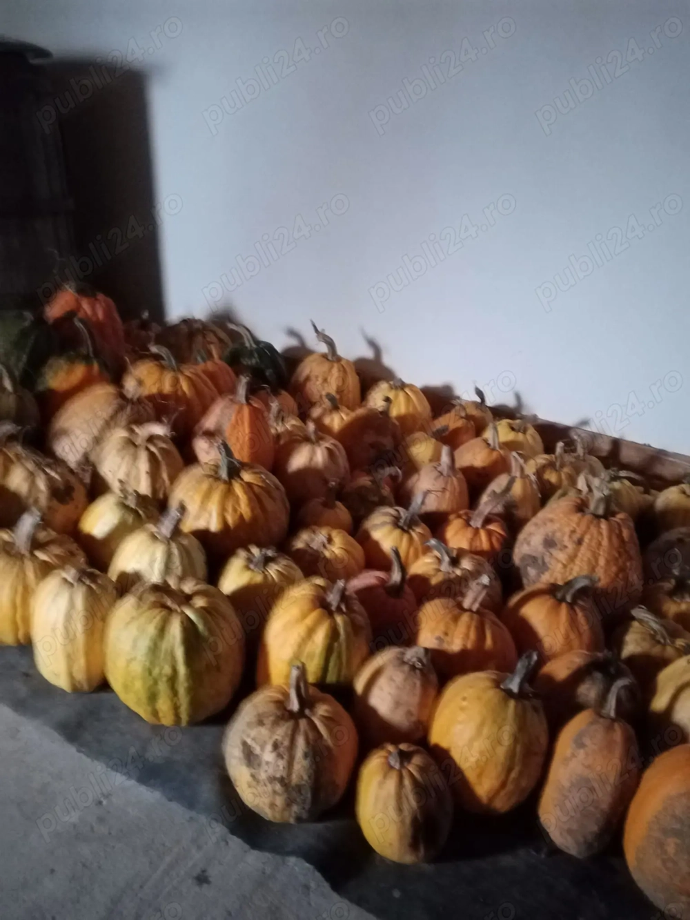 vand porc pentru Craciun