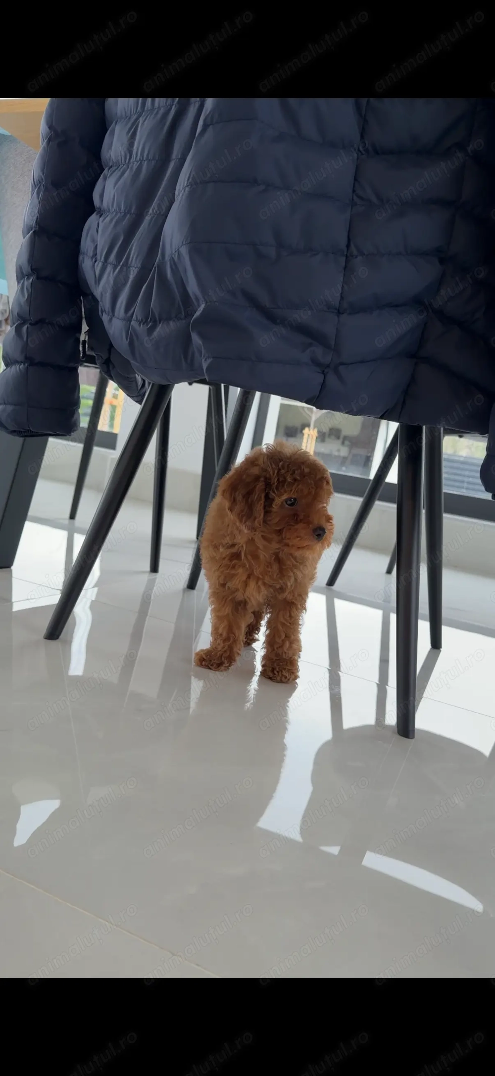 Poodle toy   pudel toy mascul