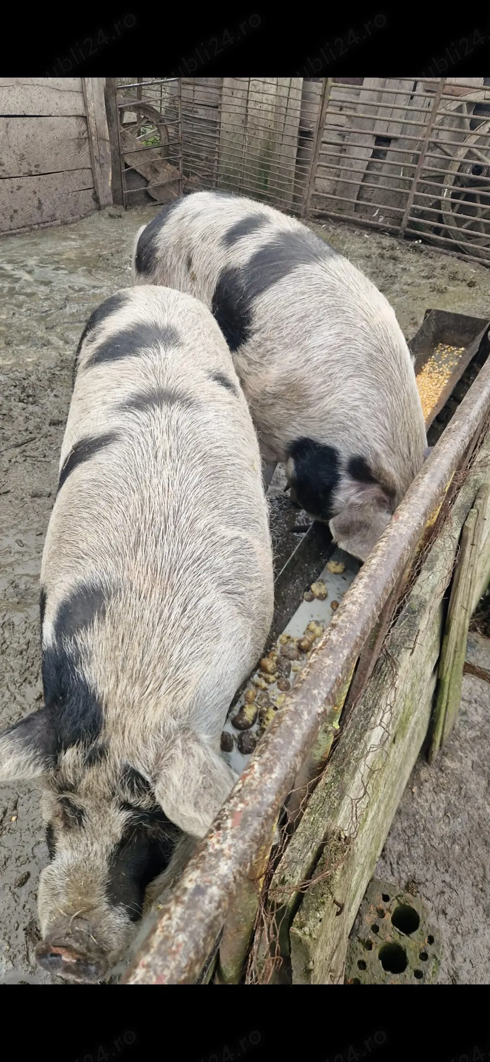 Vand porc  180-200kg