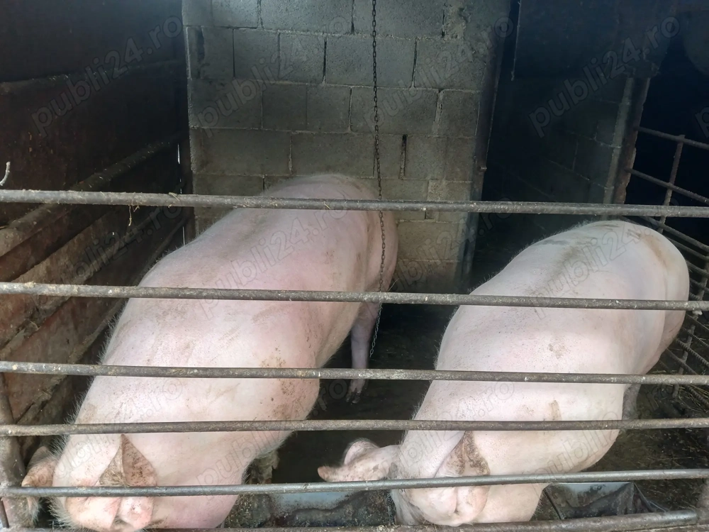 Disponibili pentru Craciun