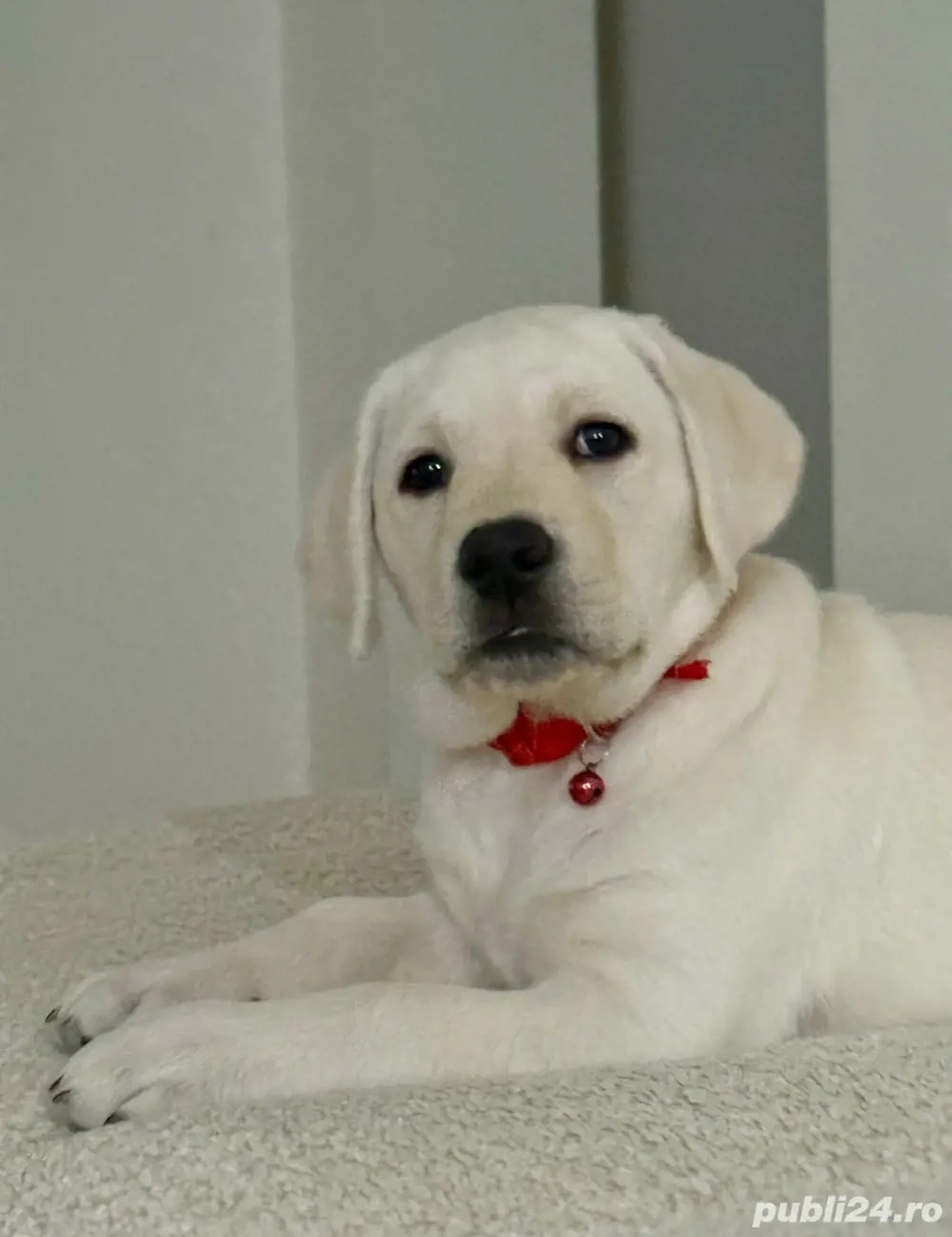 Pui labrador cu pedigree 