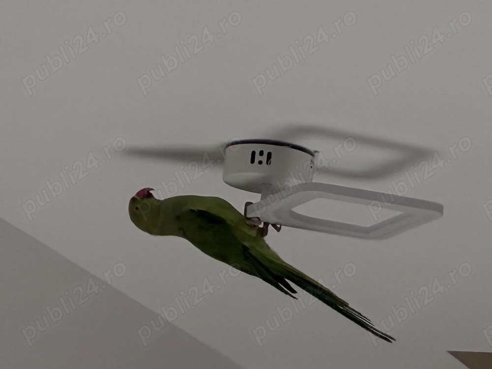 Papagal micul alexandru