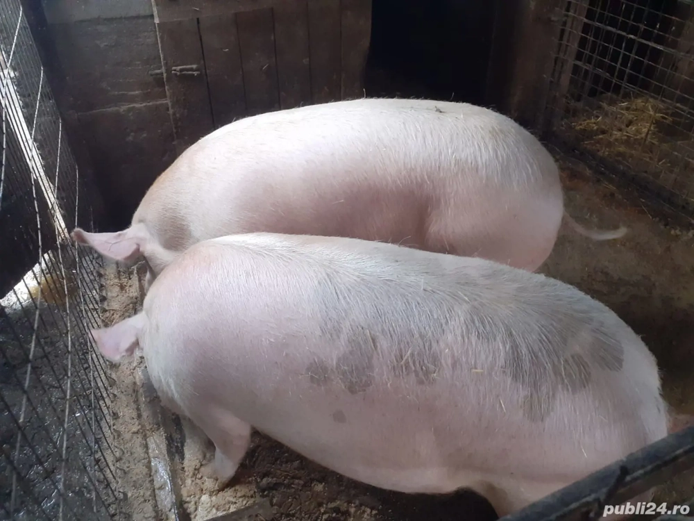 de vânzare rasa landrace