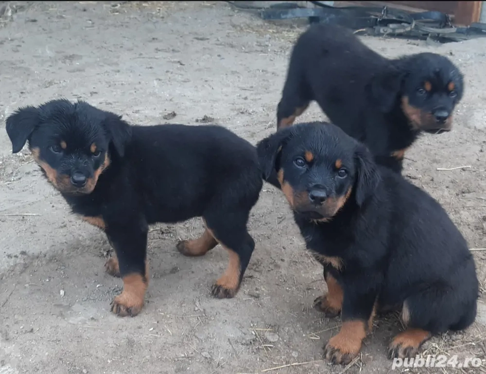 Vând căței Rottweiler 