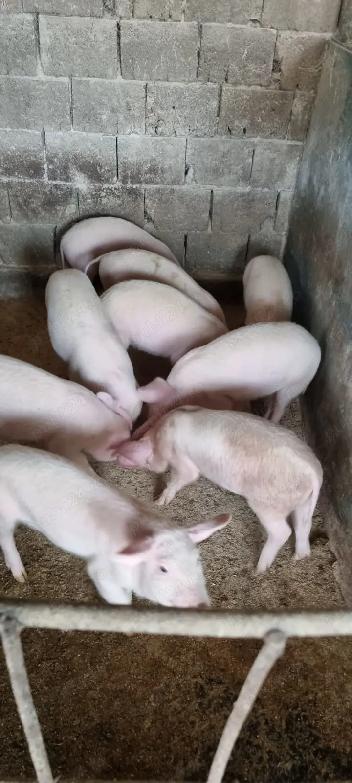 Vand purcei rasa  de carne  Mosnita Veche