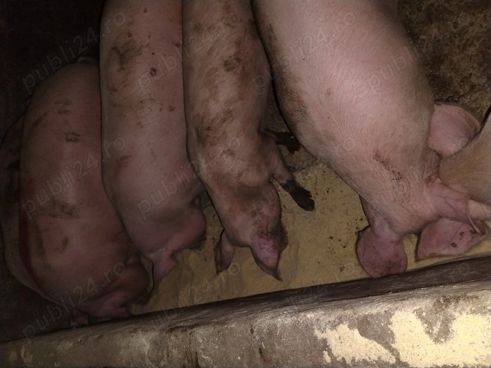 Vând porci crescuți cu cereale !