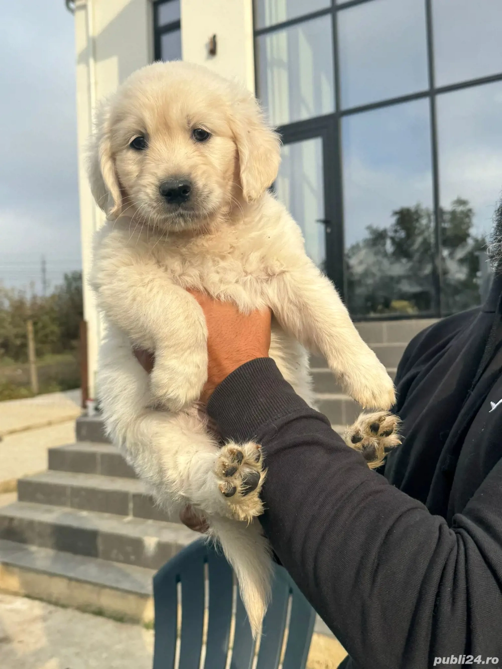 Vând pui Golden Retriever albi de show   3 fetițe superbe, linie campioni UK!   