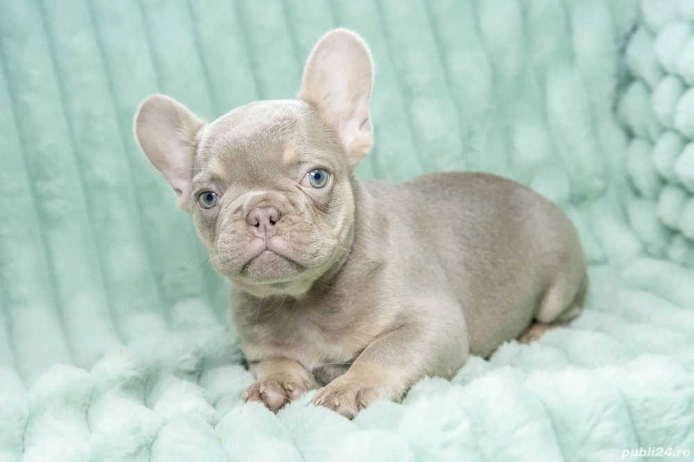 Bulldog Francez - RAR!! Isabela cu ochii albastrii - posibilitate transport - buldog francez 