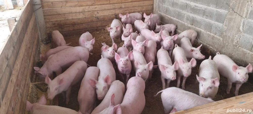 Soldani     Purcei din Scroafe TN70 import Danemarca montate cu vier de pietrean 