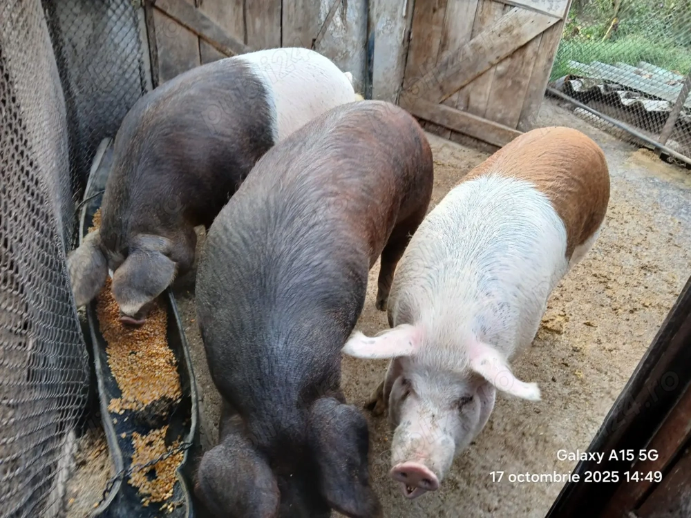 Porci de vanzare-2 buc din 3