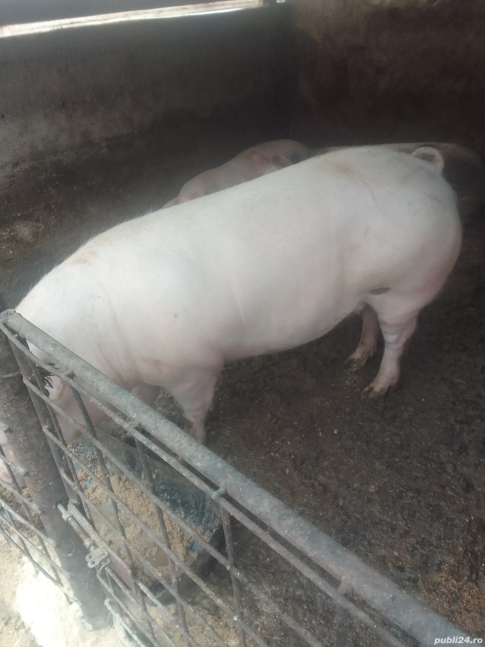Porci de vînzare