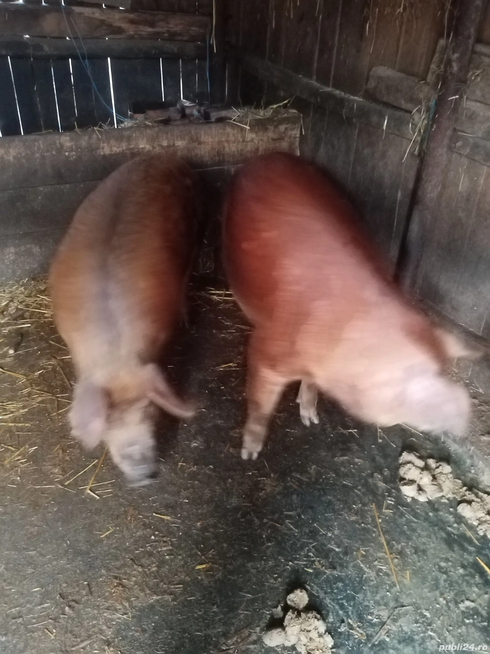 Vând 2 porci pt Crăciun 