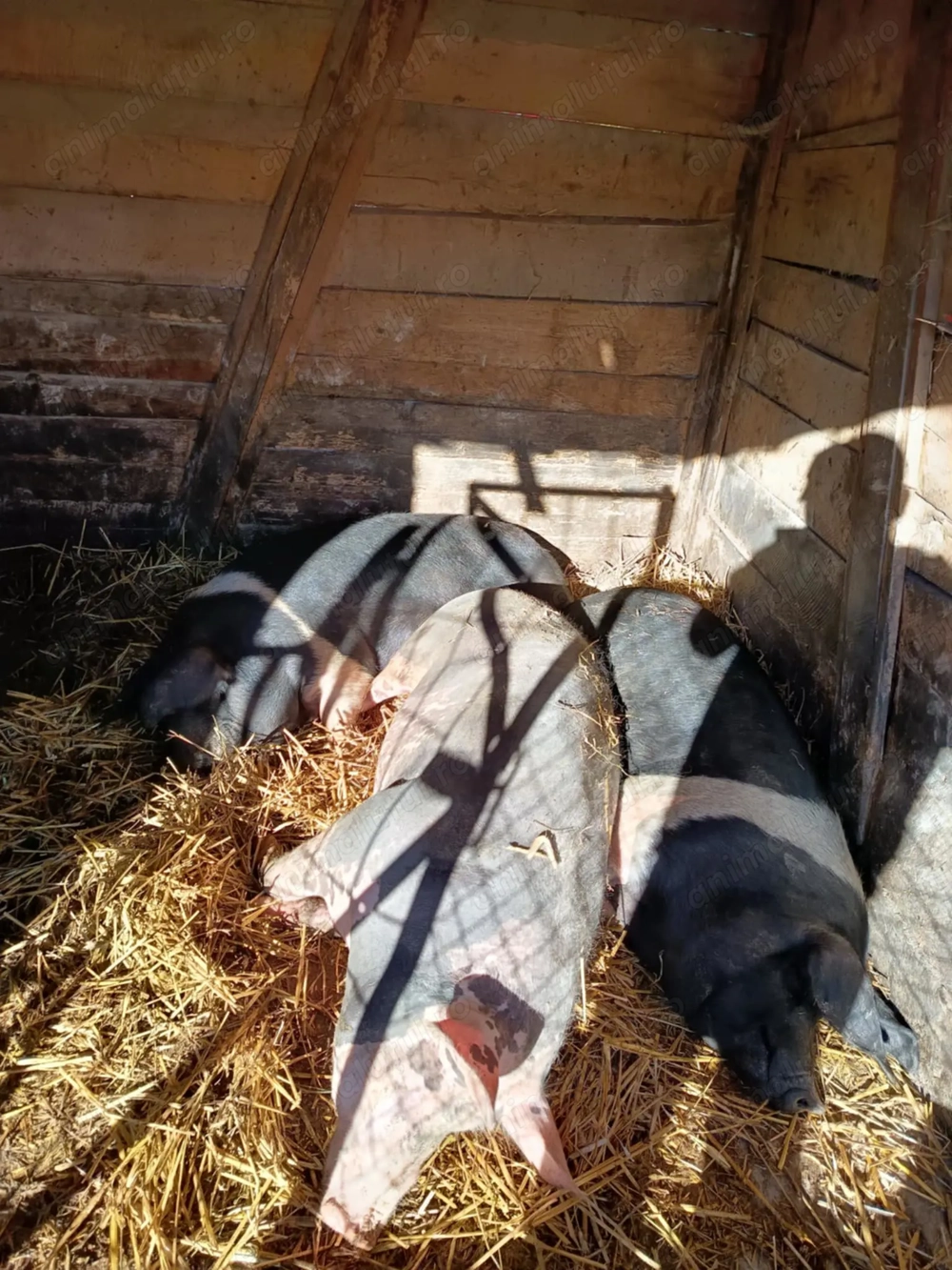 porci bazna și pietran