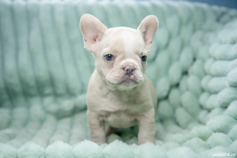 Bulldog Francez - Platinum cu ochii albastrii - posibilitate transport - buldog francez 