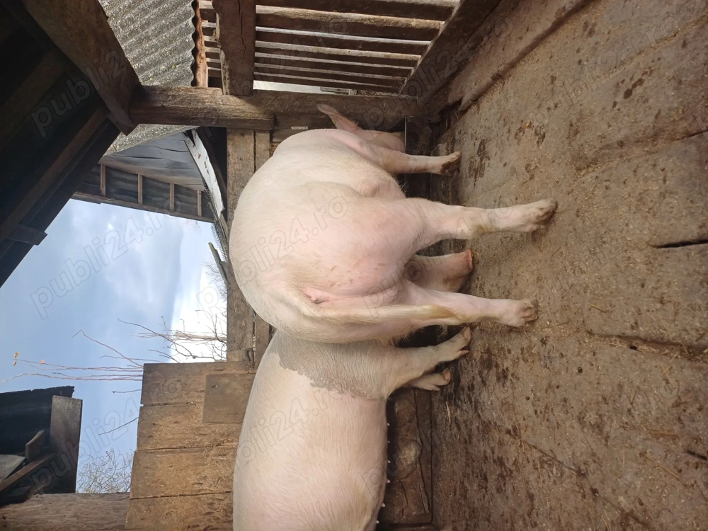 Vand porc gras 140 kg