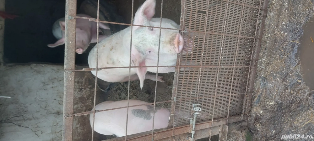 godac de pus pe masa 1ntre 100-120kg si 200-250-280kg