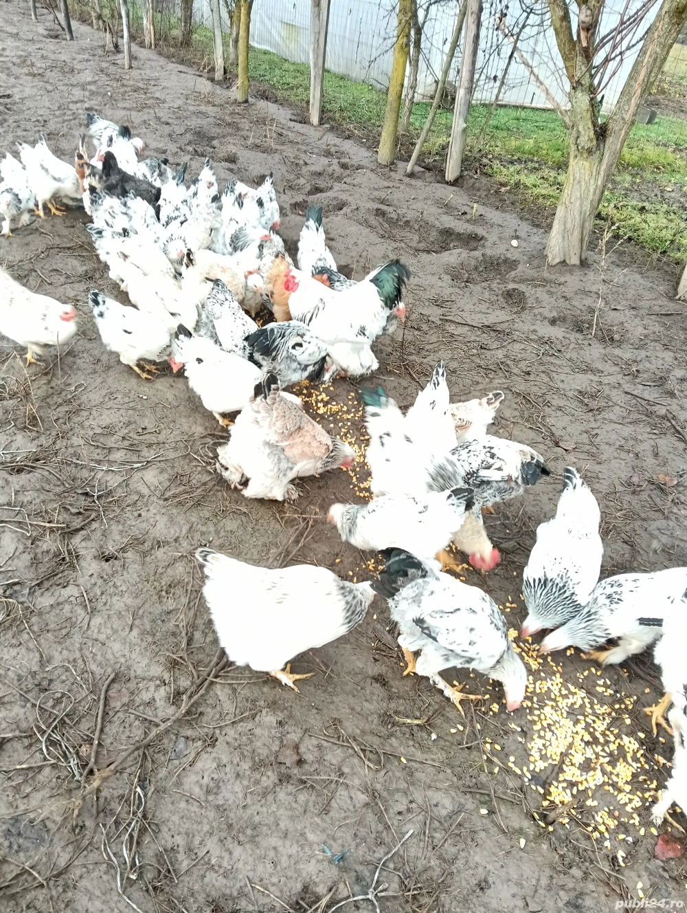 Vînd puicute de rasa brahma La Șieu Cristur 