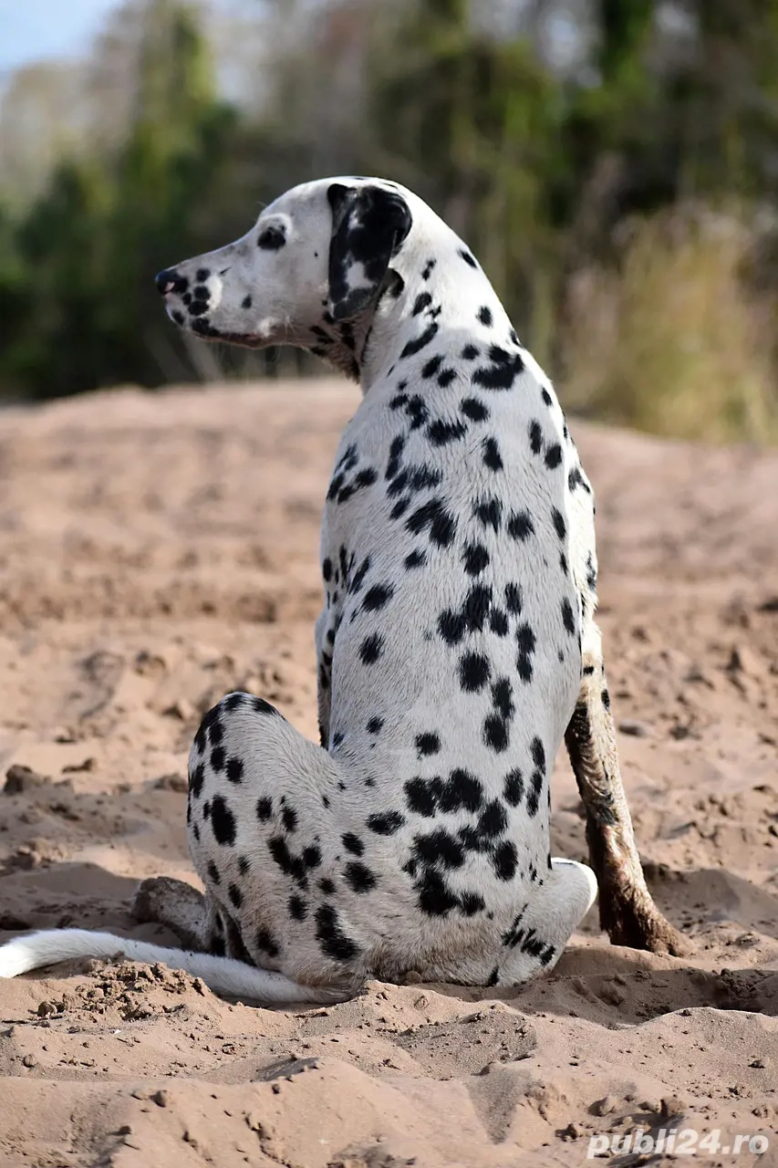 vand catea dalmatian 18 luni carnet sanatate