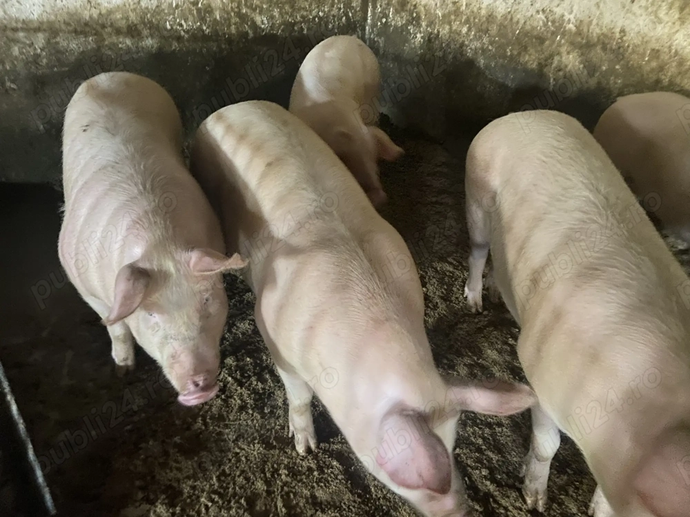 Porci de vânzare 