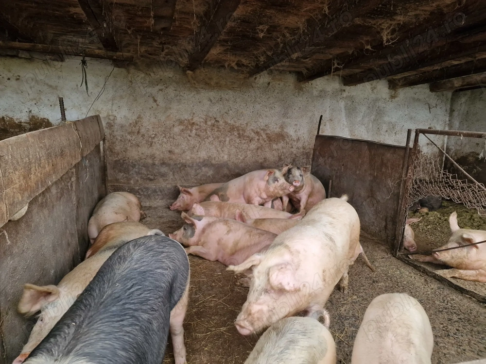 Porci de vanzare