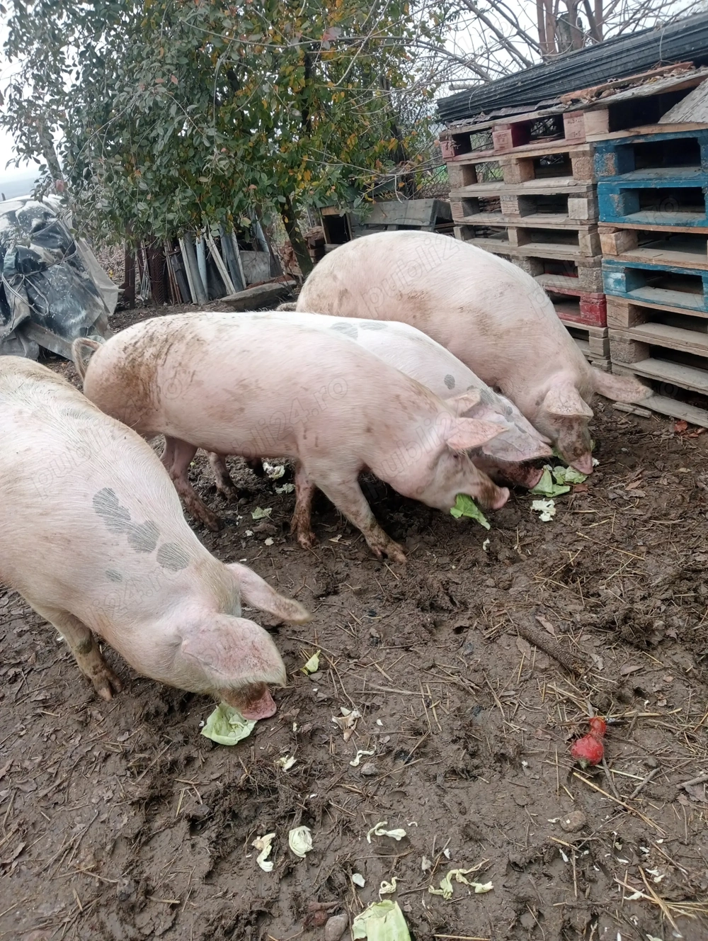 Vând porci aprox 140kg