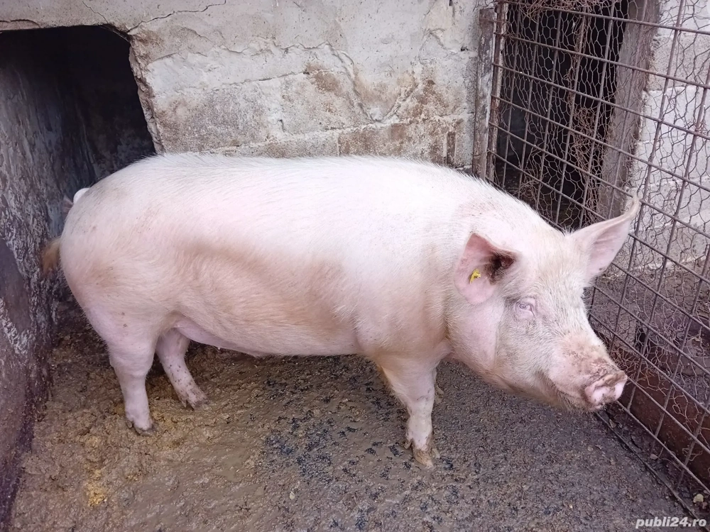 Porc de vanzare