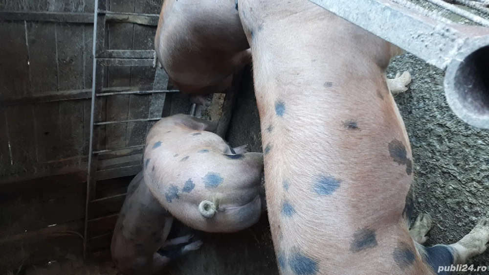 vând porci de carne pentru Crăciun 