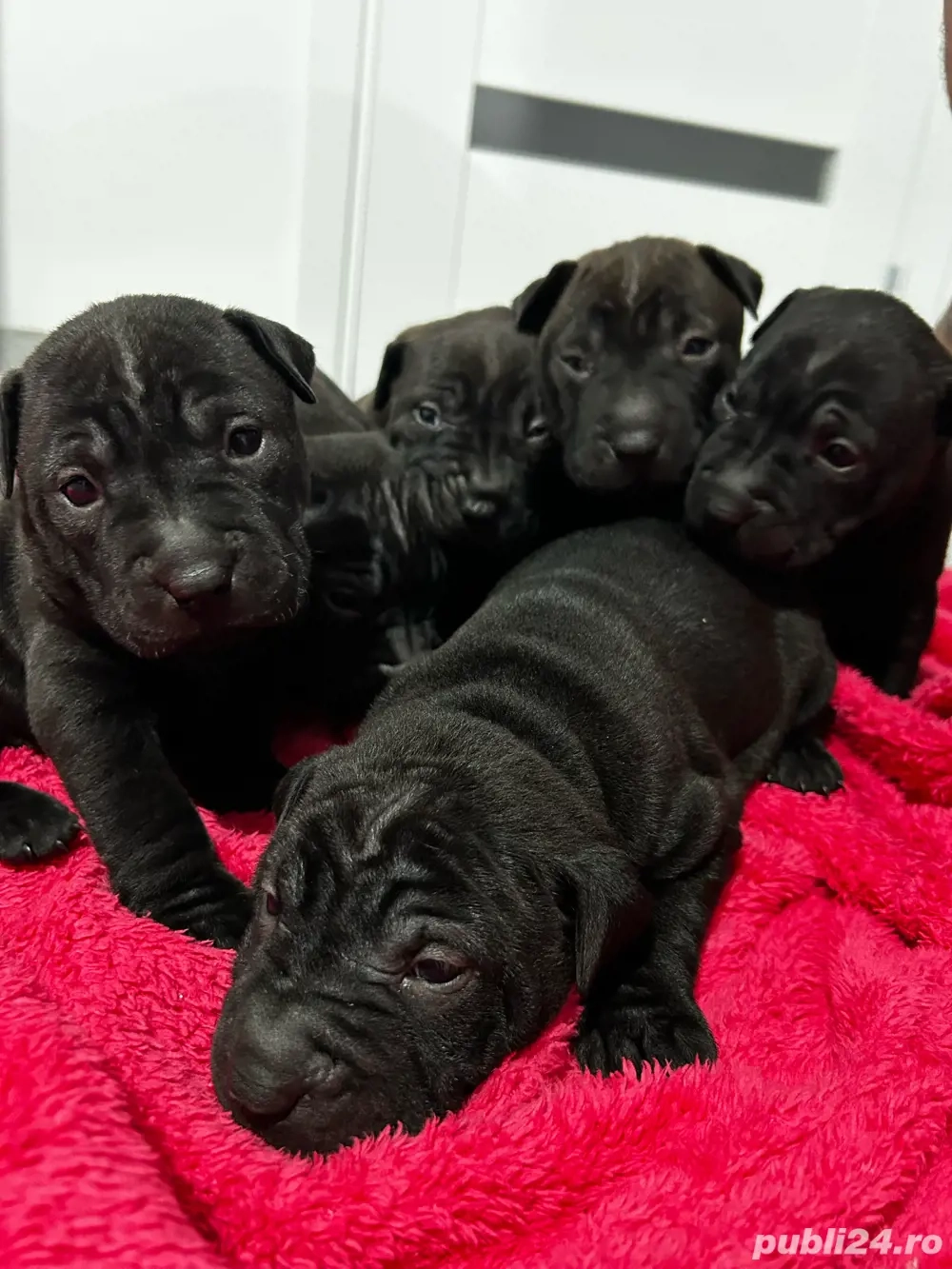 Puiuți Shar Pei negri   1 lună, sănătoși, primul vaccin în curând