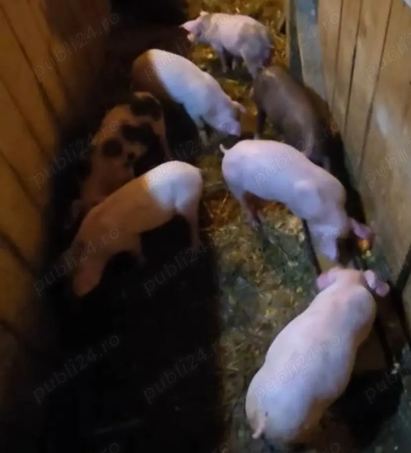 Purcei de 7 săptămâni 