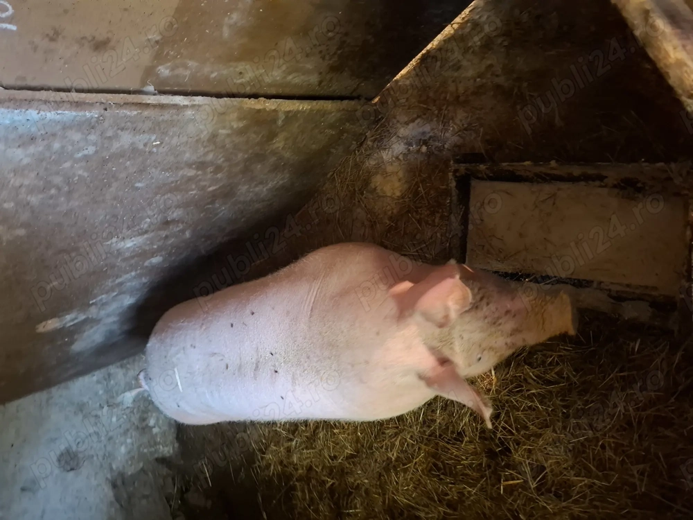 Porc pentru masa de Craciun