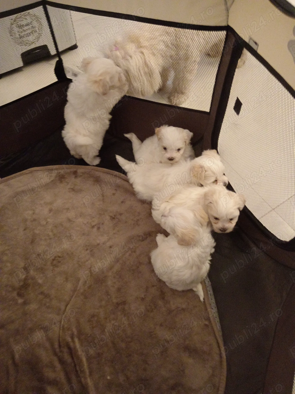 Bichon maltez de doua luni! 
