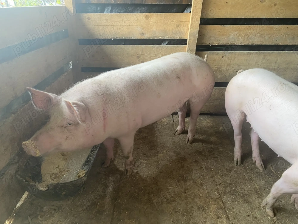 De vânzare porci de tăiat in Salonta 