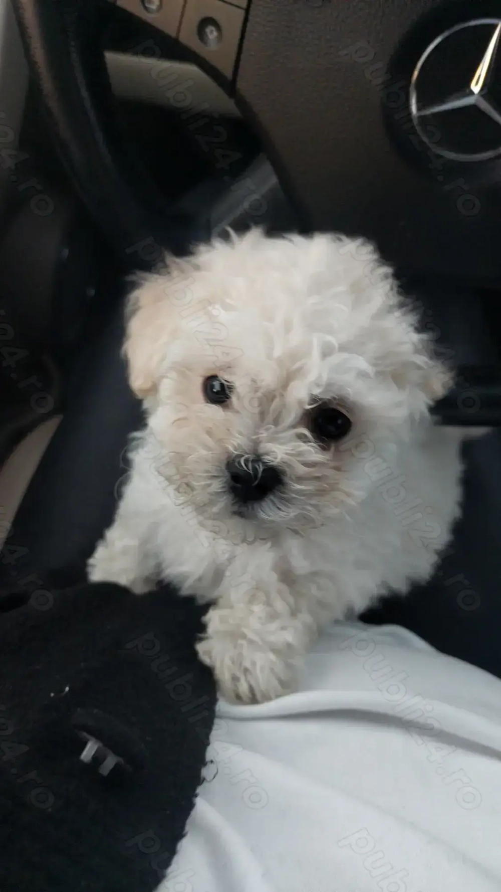 Bichon minitoy  rasă pură Pașaport și cip