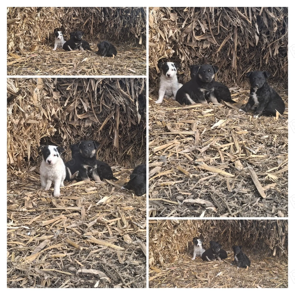 Donez căței rasa comuna 